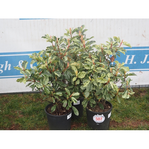 507 - Photinia Pink Crispy - 3