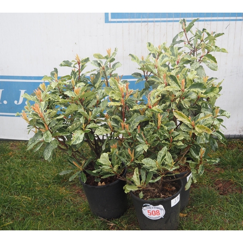 508 - Photinia Pink Crispy - 3