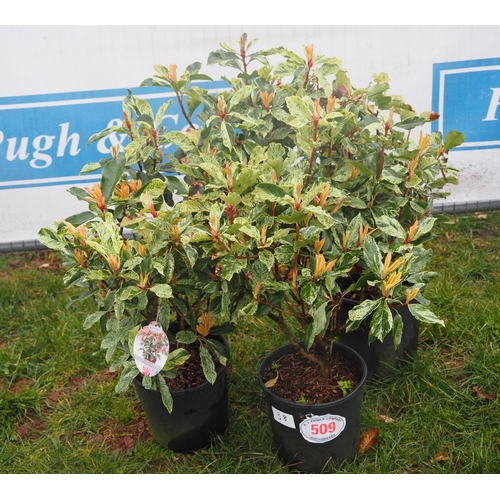 509 - Photinia Pink Crispy - 3