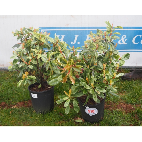 510 - Photinia Pink Crispy - 2