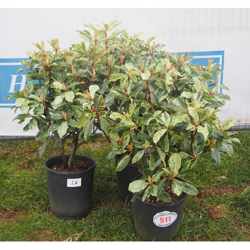 511 - Photinia Pink Crispy - 3