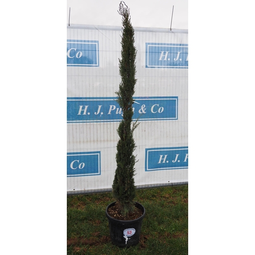 53 - Cupressus - 1