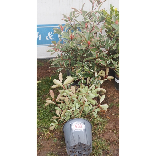 538 - Photinia Pink Marble - 3