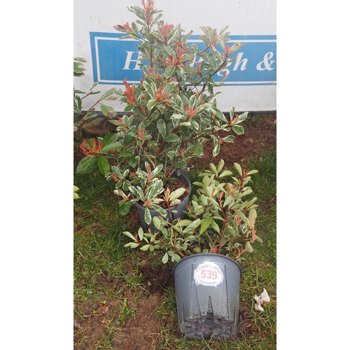 539 - Photinia Pink Marble - 3