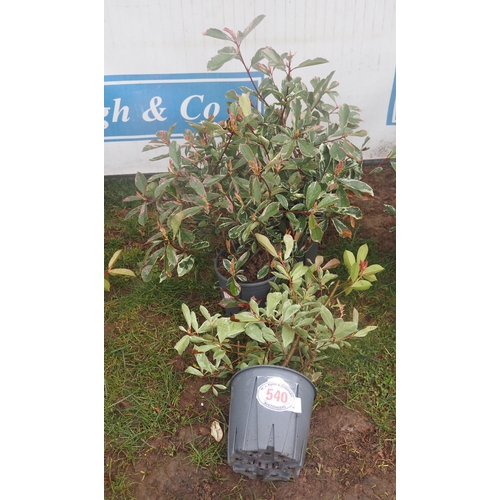 540 - Photinia Pink Marble - 3