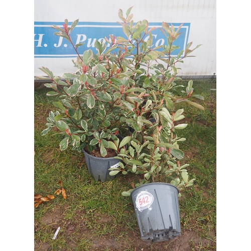 542 - Photinia Pink Marble - 3