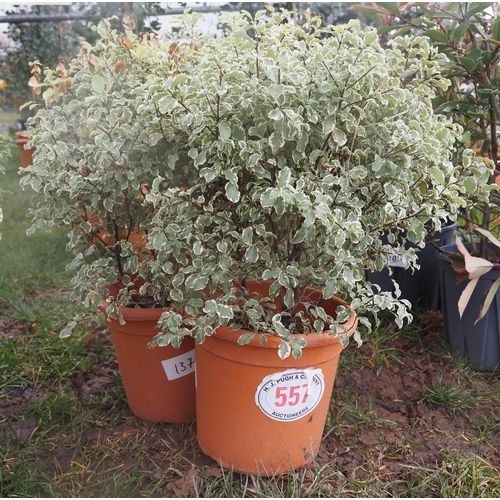 557 - Pittosporum Silver Queen - 2