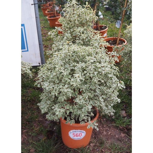 560 - Pittosporum Silver Queen - 2