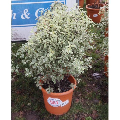 561 - Pittosporum Silver Queen - 2