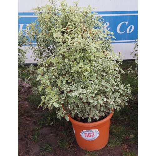 562 - Pittosporum Silver Queen - 2