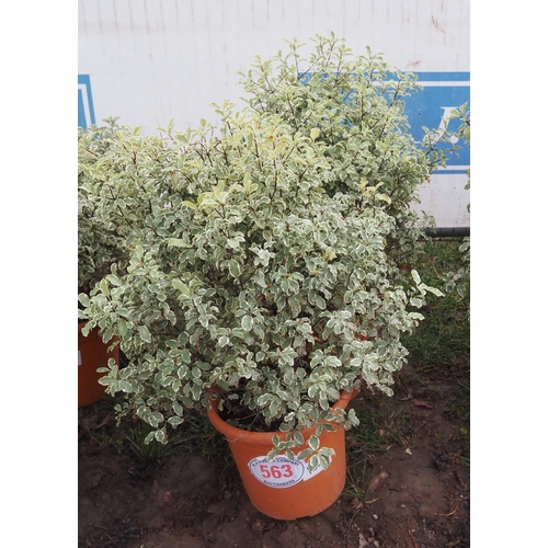 563 - Pittosporum Silver Queen - 2