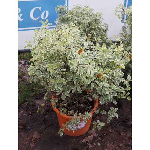 564 - Pittosporum Silver Queen - 2