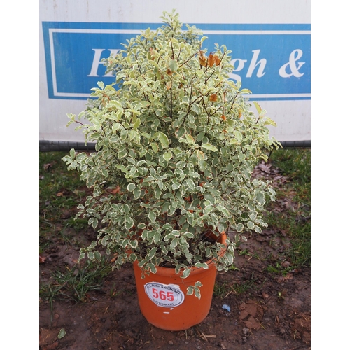 565 - Pittosporum Silver Queen - 2