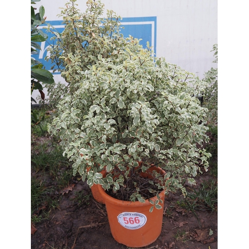 566 - Pittosporum Silver Queen - 2