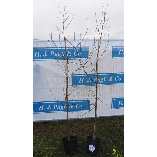 64 - Alnus Cordata 9ft - 2