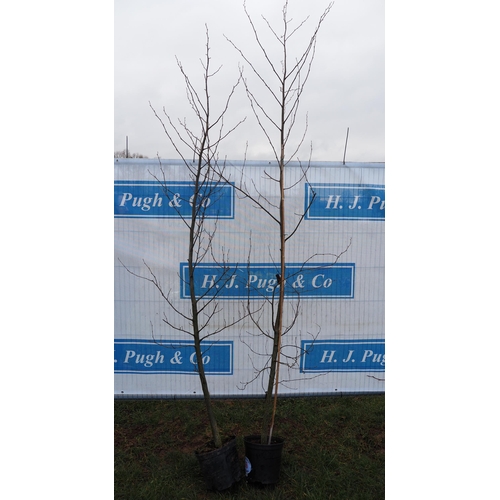 66 - Alnus Cordata 10ft - 2