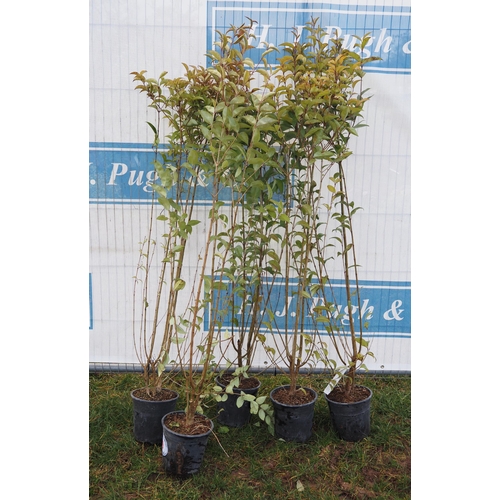 69 - Ligustrum - 5