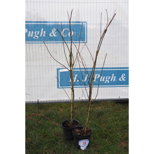 75 - Acer Palmatum - 2