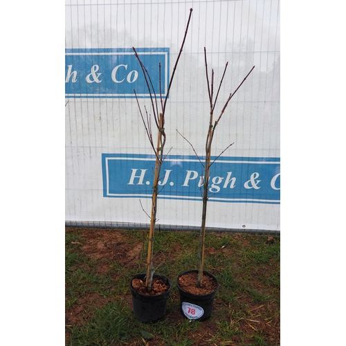 78 - Acer Palmatum - 2