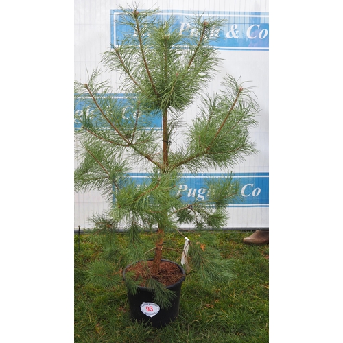 93 - Scots Pine 5ft