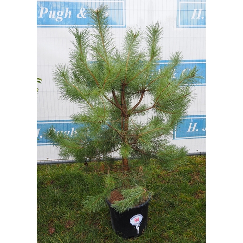 94 - Scots Pine 5ft