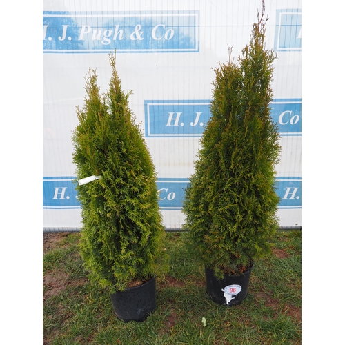 96 - Thuja 4ft - 2