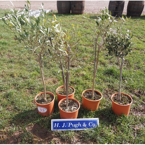 123 - Standard olive trees - 5