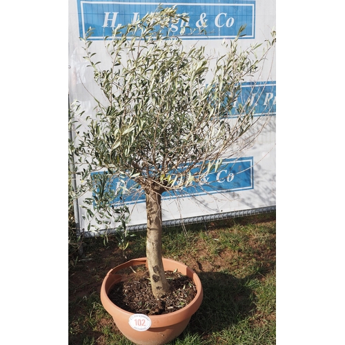 102 - Specimen olive tree 5ft