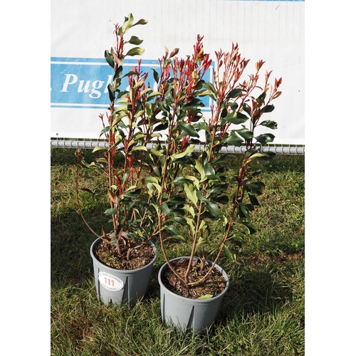 111 - Dynamo Red Photinia - 2