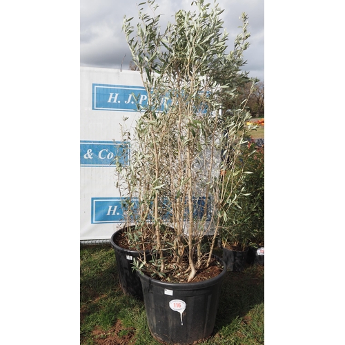 116 - Olive bush 8ft - 2