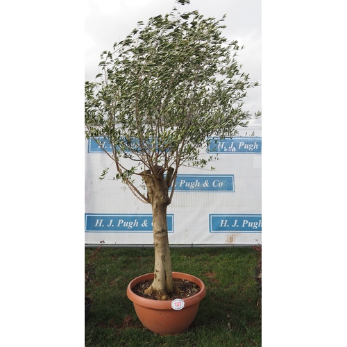 137 - Specimen olive tree 10ft