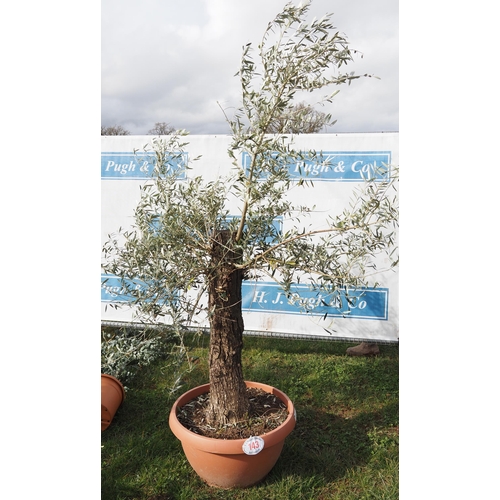 143 - Specimen olive 8ft - 1