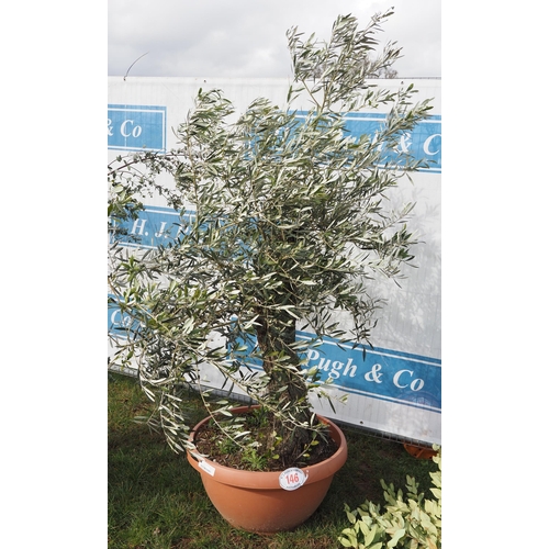 146 - Specimen olive 6ft - 1