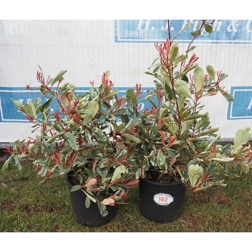 162 - Photinia Red Robin - 2