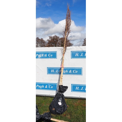 63 - Betula Pendula bare root 13ft - 2