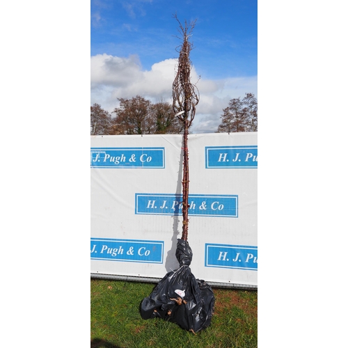 64 - Prunus Serrula bare root 12ft - 2