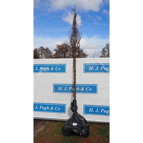 68 - Prunus Serrula bare root 12ft - 2