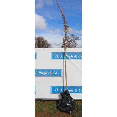 74 - Carpinus Betulus bare root 13ft - 1