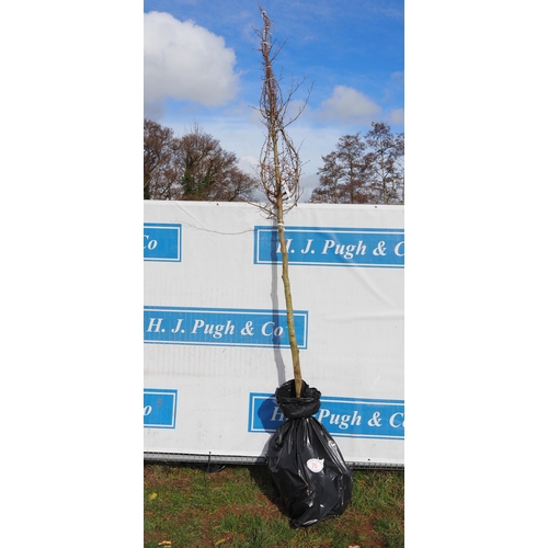 75 - Carpinus Betulus bare root 13ft - 1