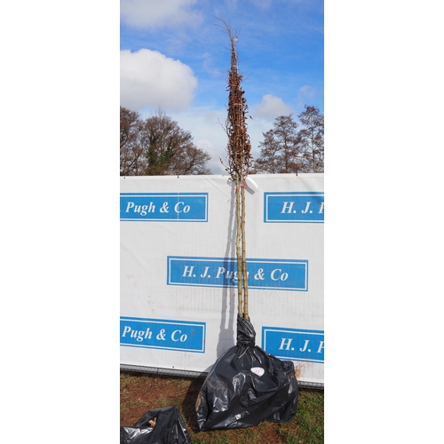 77 - Carpinus Betulus bare root 13ft - 2