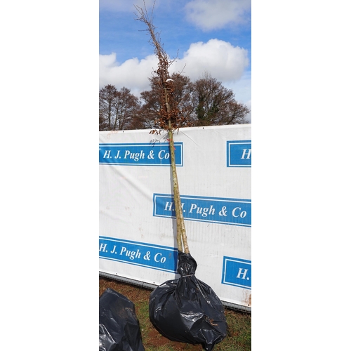 78 - Carpinus Betulus bare root 13ft - 2