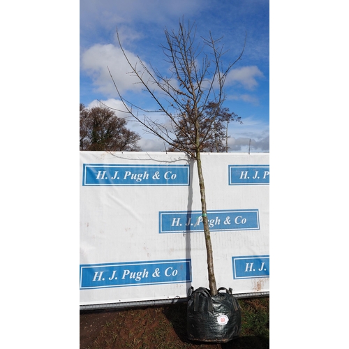 80 - Carpinus Betulus Rootball 14ft - 1