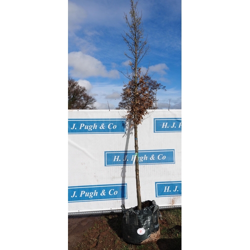 81 - Carpinus Betulus Rootball 14ft - 1