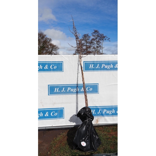 82 - Malus Rudolph bare root 10ft - 1