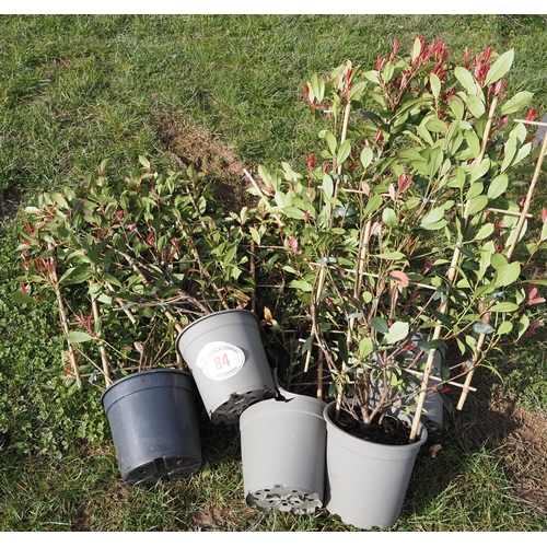 84 - Photinia climbers - 5