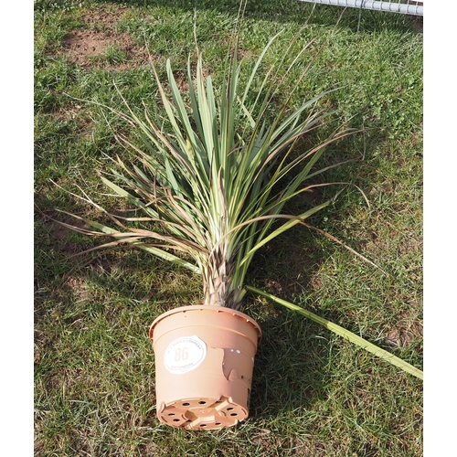 86 - Cordyline - 1