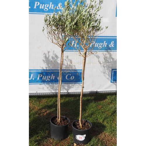 89 - Standard olive 5ft - 2