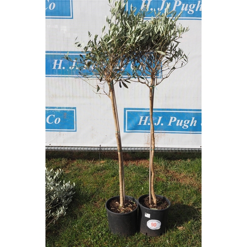 90 - Standard olive 5ft - 2