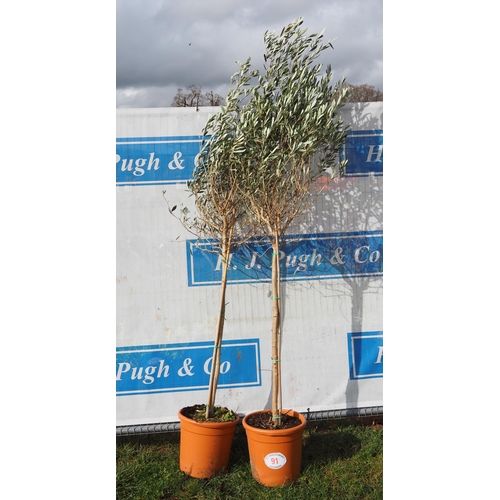 91 - Standard olive 6ft - 2