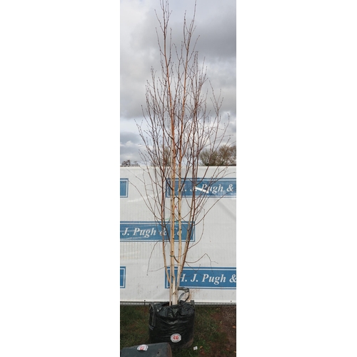 410 - Betula Utilis Jacquemontii 11ft - 1